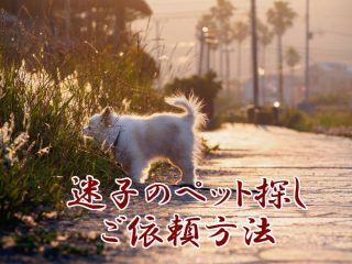 迷子のペット探しご祈祷依頼方法