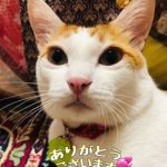 年末のご挨拶と毎月のミロク猫占いのご変更のご案内