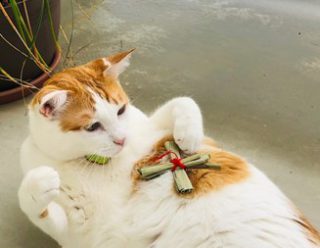 2022年立春 邪気祓いの結界張り