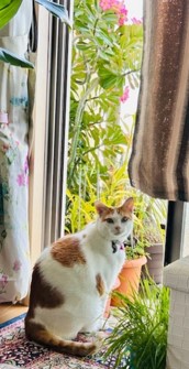 猫のミロク