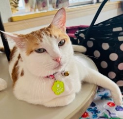 猫のミロク