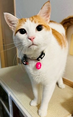 猫のミロク
