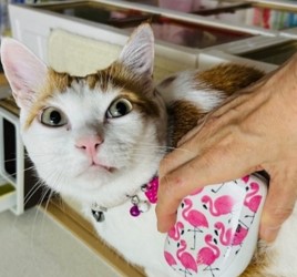 猫のミロク