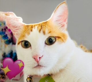 沖縄尚学㊗優勝おめでとう!!!