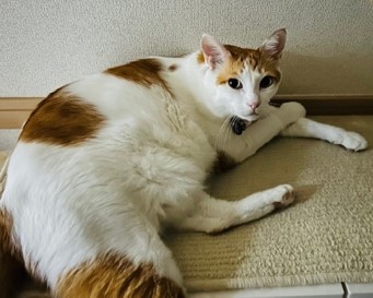 猫のミロク